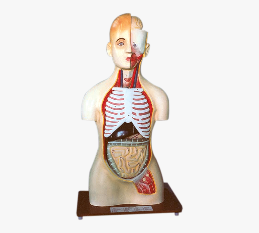 Skeleton, HD Png Download