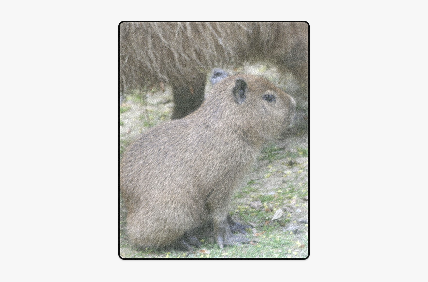 Capybara Baby Blanket 40 X50 - Capybara, HD Png Download