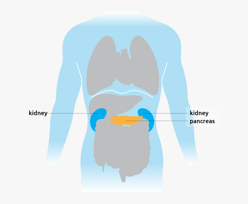 This Is Where The Pancreas Is Situated In The Torso - Cartoon, HD Png Download
