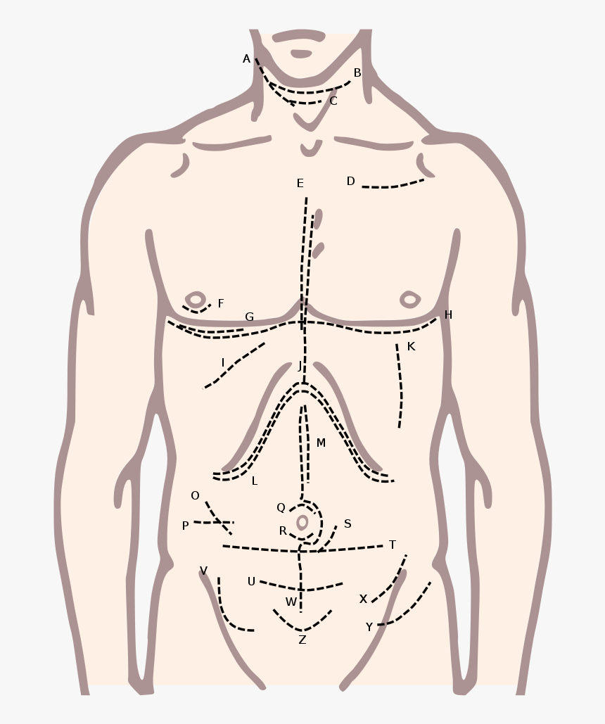 Body Part Chest Clipart, HD Png Download