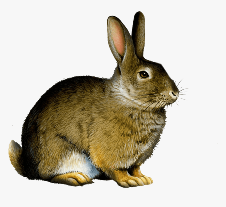 Bunny Rabbit Png - Rabbit Png, Transparent Png