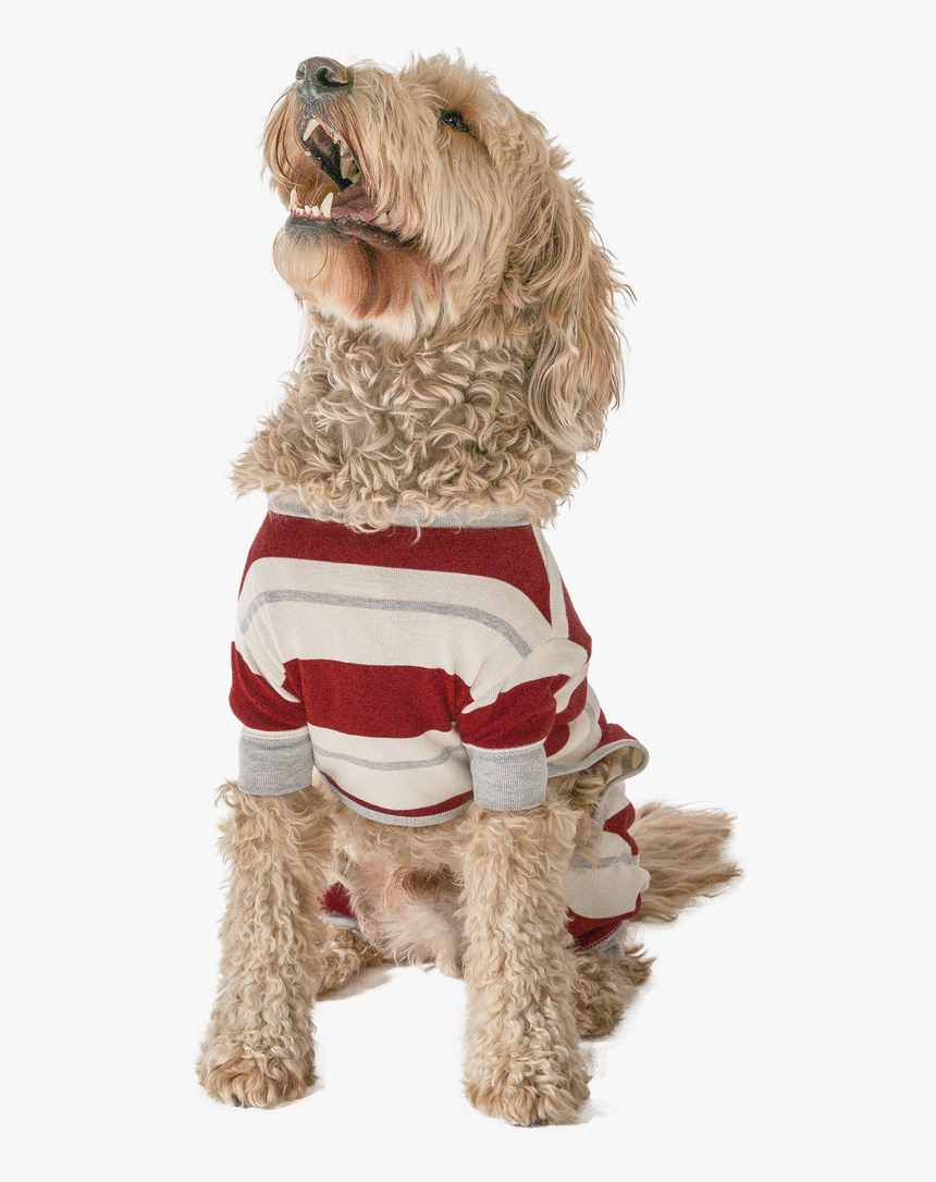 Country Stripe - Labradoodle, HD Png Download