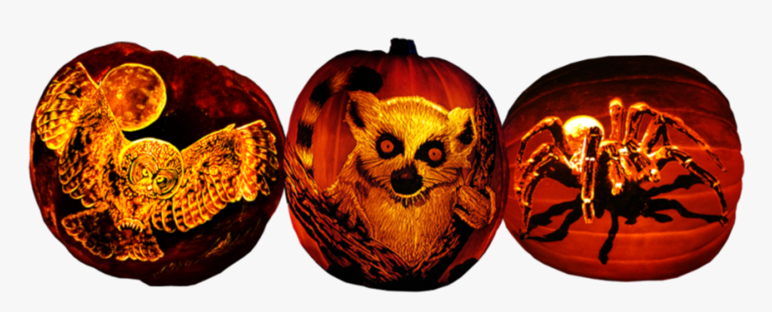 Creepy Critter Pumpkins - Jack O Lantern, HD Png Download