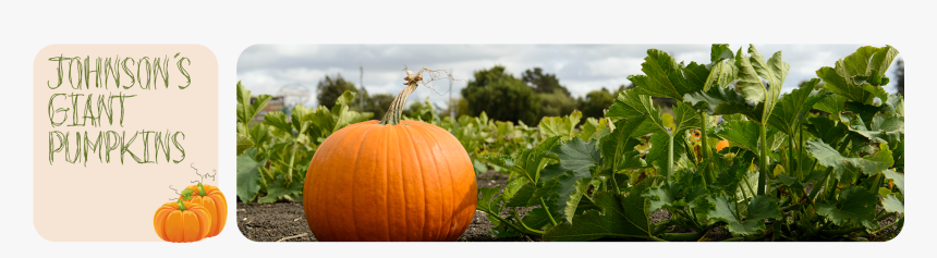 Transparent Real Pumpkin Png - Pumpkin In A Field, Png Download