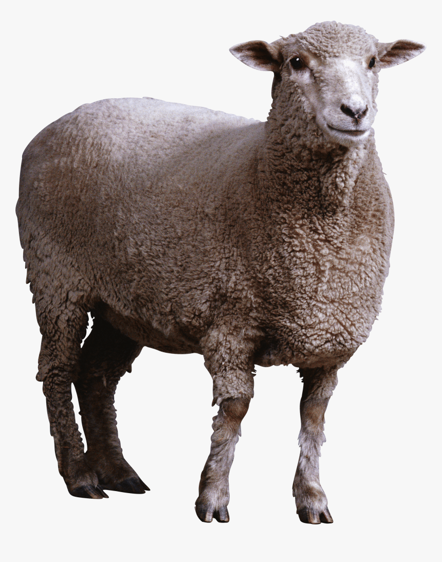 Family,terrestrial Animal,snout,animal Figure,goats - Sheep Png, Transparent Png