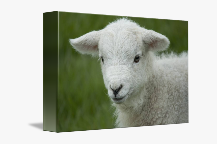 Sheep, HD Png Download