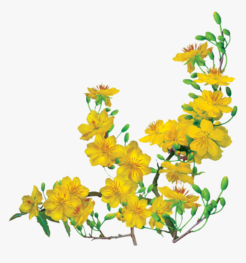 Ochna Integerrima Png, Transparent Png