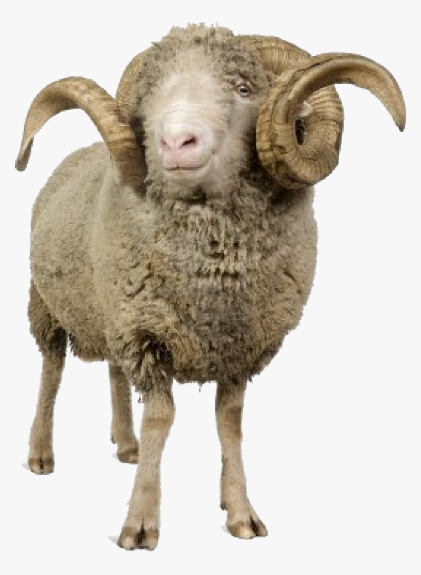 Sheep Png Image - Horn Sheep Png, Transparent Png