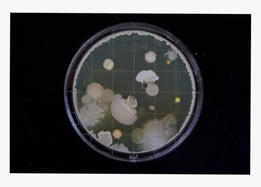 Fungal And Bacterial Colonies Growing On A Petri Dish - Hd Bacterias, HD Png Download