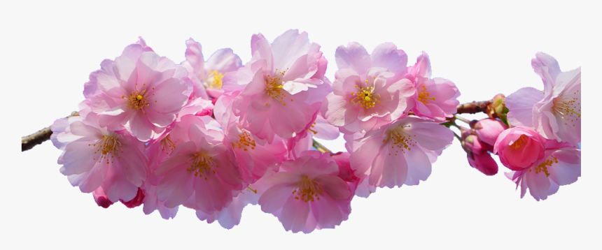 Transparent Cherry Blossom Png - Transparent Background Cherry Blossom Transparent Png, Png Download