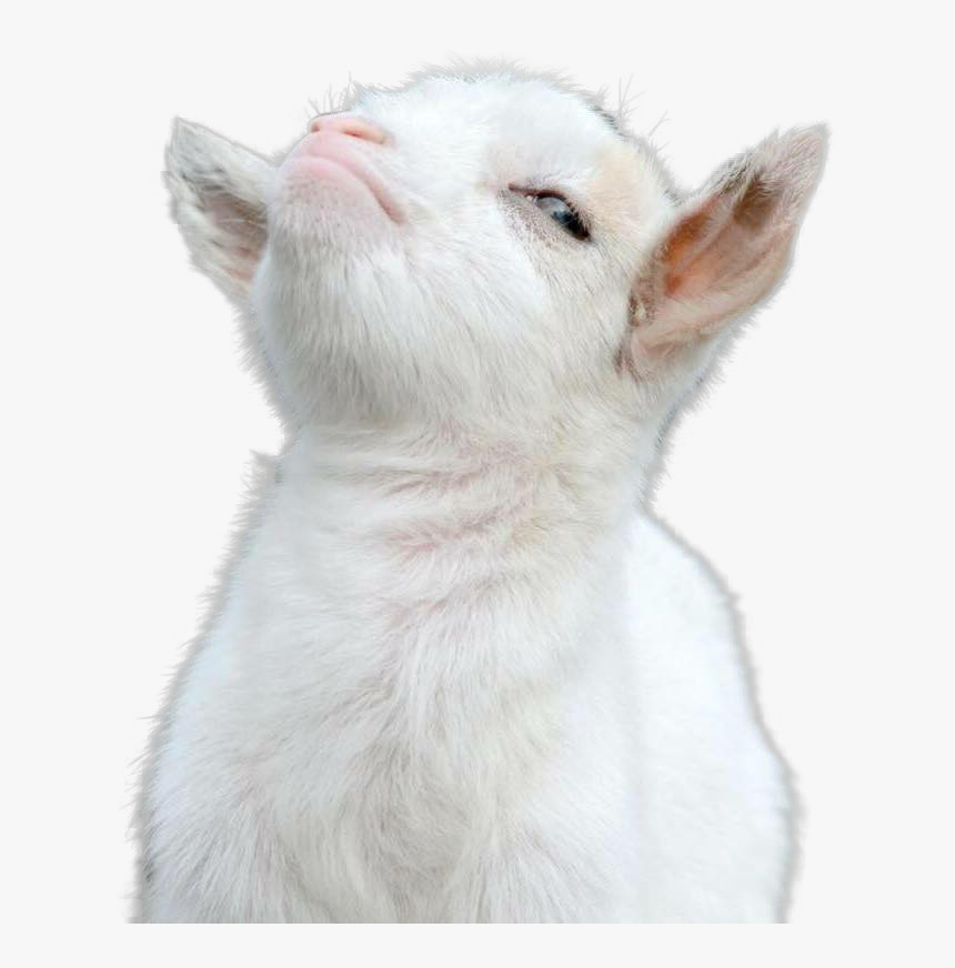 Cat - Bae Says No To Sex, HD Png Download