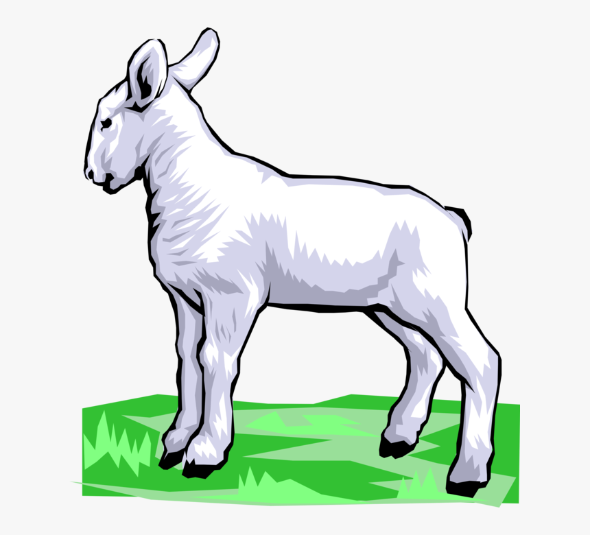 Vector Illustration Of Newborn Baby Lamb Sheep Standing, HD Png Download