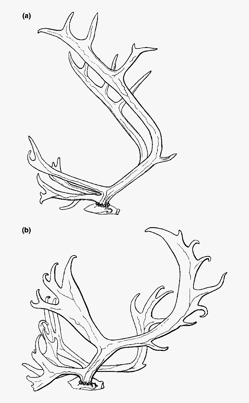 Line Art, HD Png Download