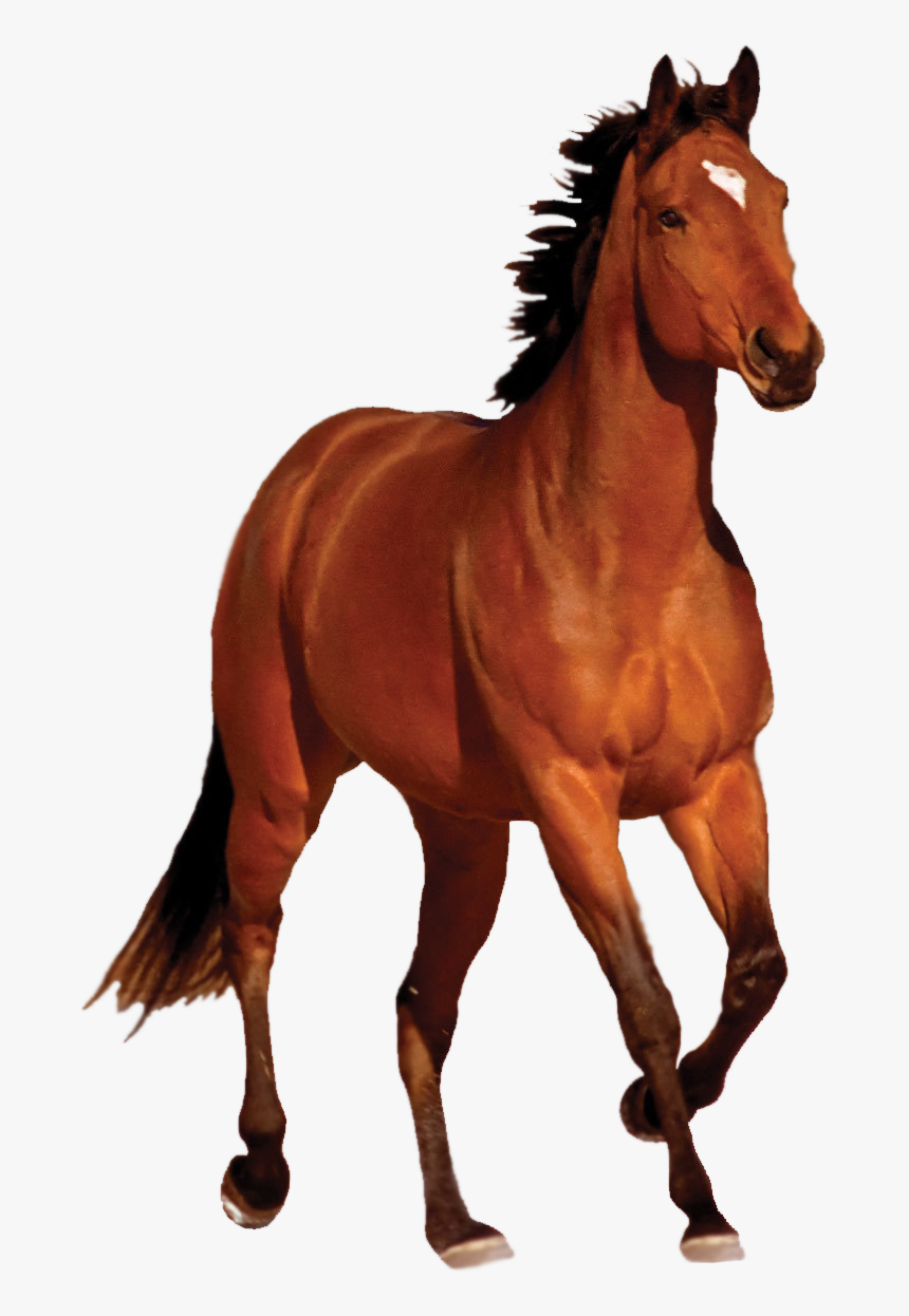 Horse Png Transparent Image - Horse Png, Png Download