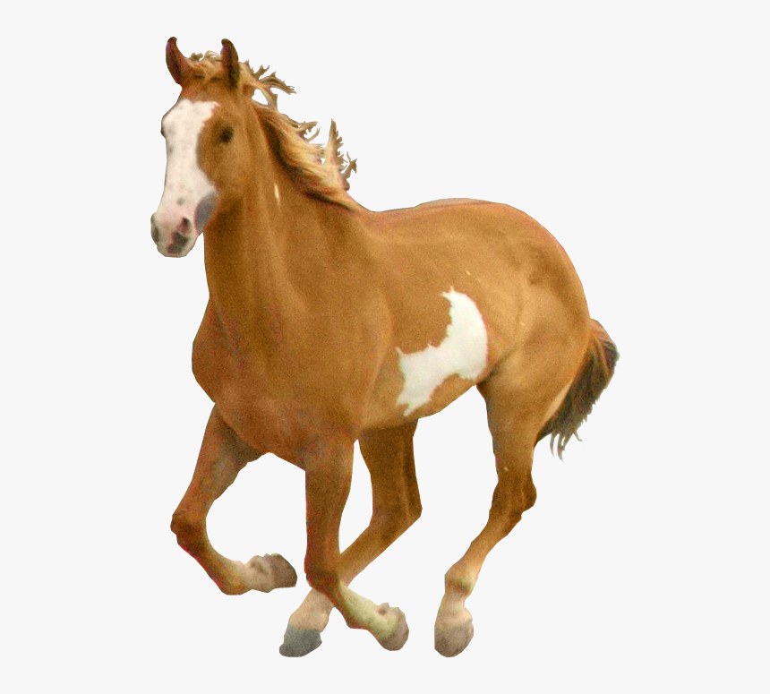 Horse Png, Transparent Png