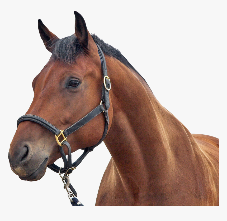 Horse Png Image - Transparent Background Horse Png, Png Download