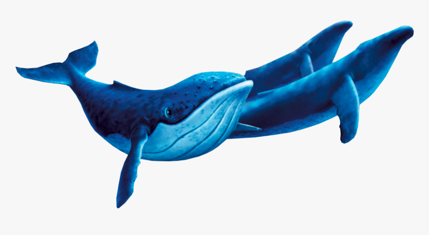 Transparent Cute Whale Png - Humpback Whale Fantasia 2000, Png Download