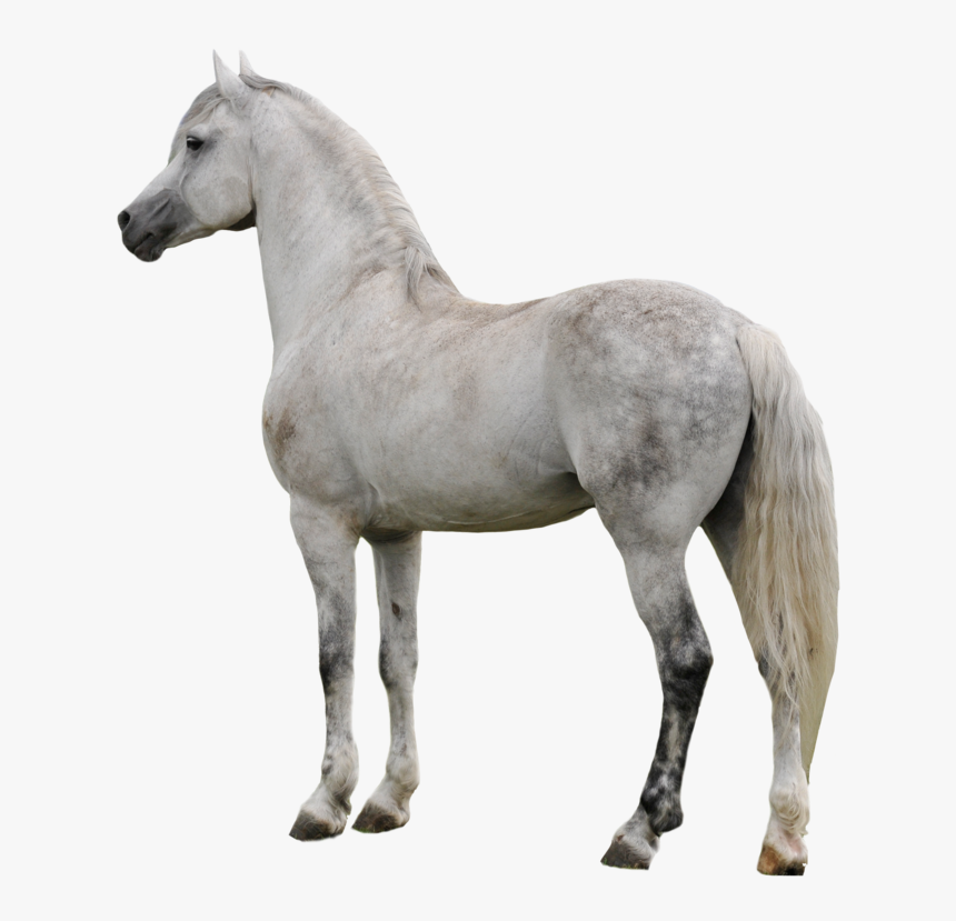 Horse Png Clipart - White Horse Png, Transparent Png