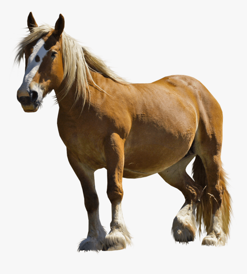 Farm Horse - Horse Png, Transparent Png