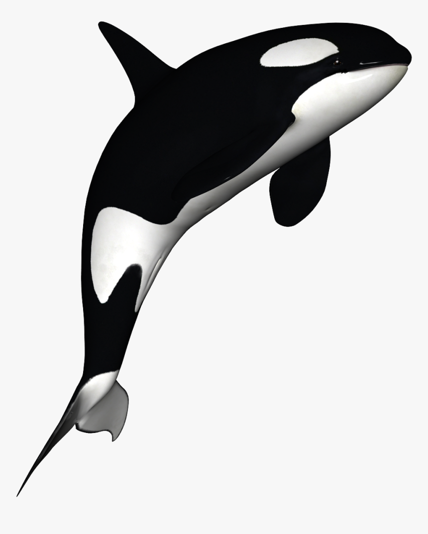 Transparent Whale Clip Art - Orca With No Background, HD Png Download