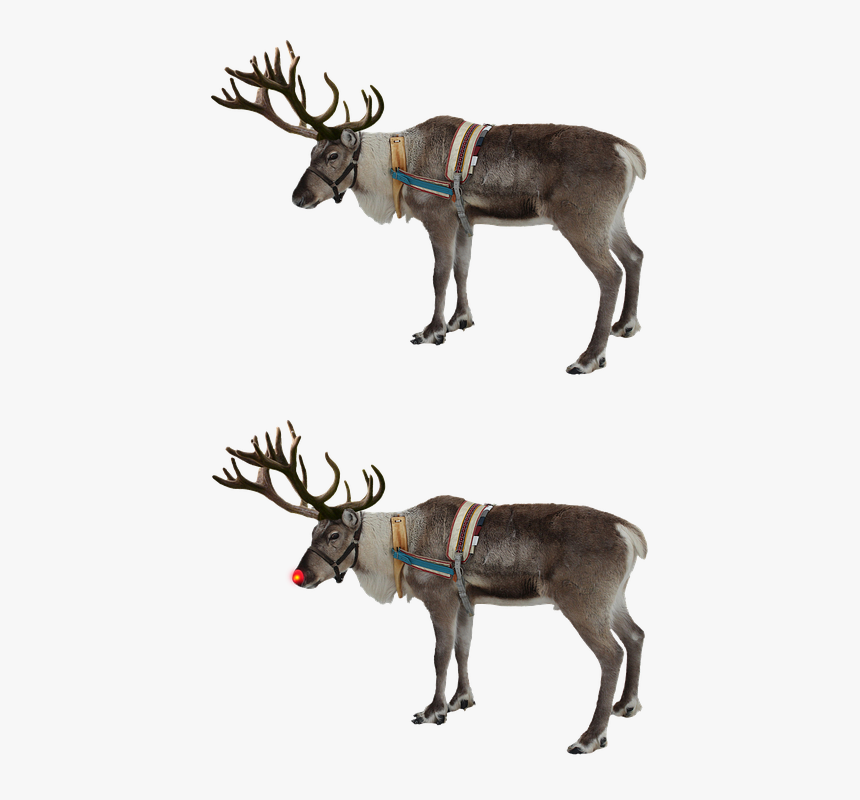 Reindeer, Red Nose, Rudolph, Isolated, Christmas - Watercolor Reindeer, HD Png Download