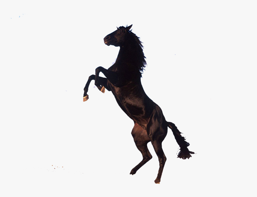 Download Horse Png - Brown Horse Transparent Background, Png Download