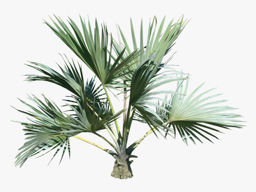 Small Palm Tree Png, Transparent Png