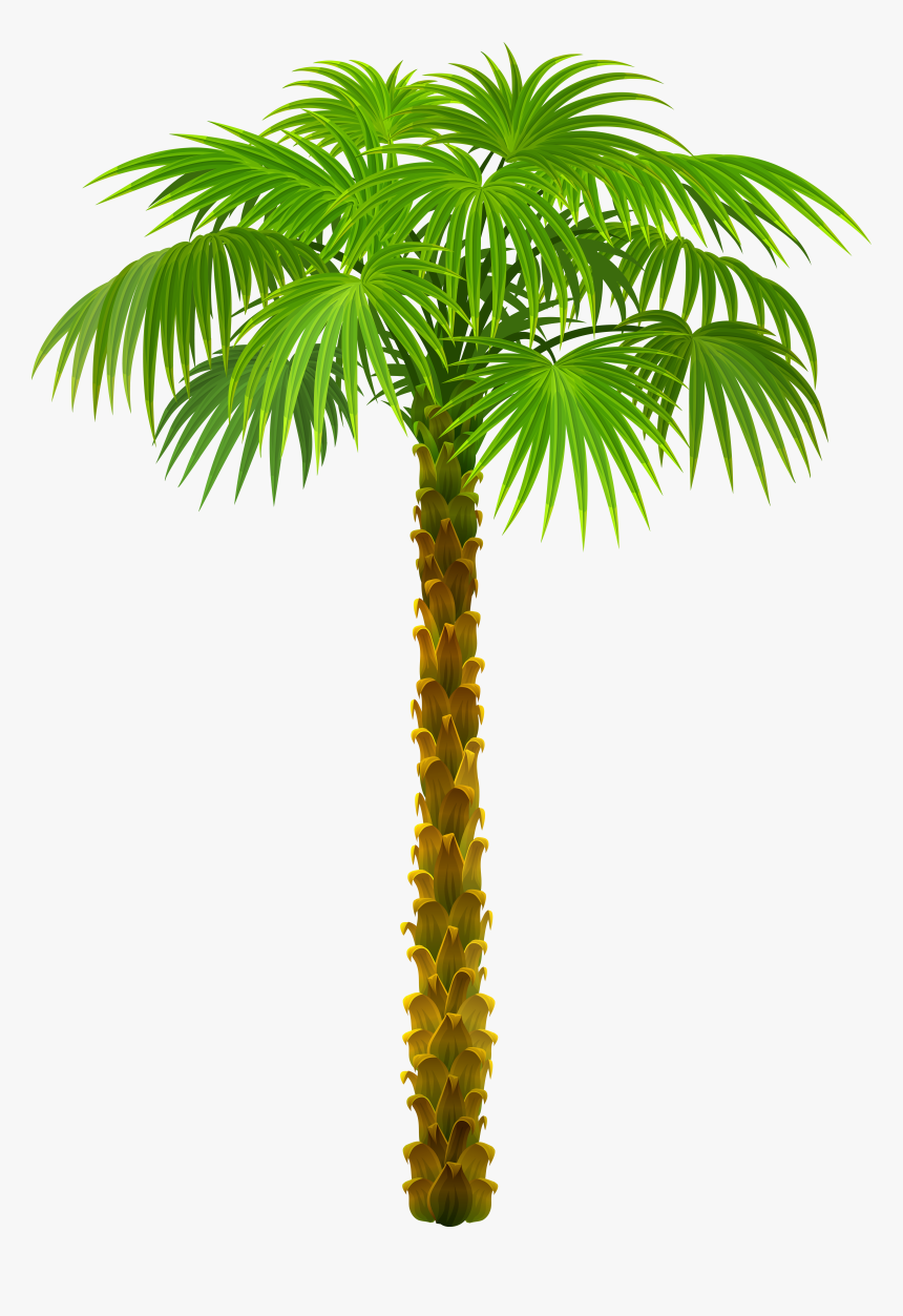 Palm Tree Top View Png, Transparent Png