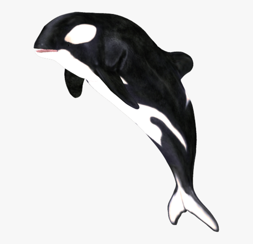 Killer Whale,marine Dolphin,fin,common Common Dolphin,common - Png Whale, Transparent Png