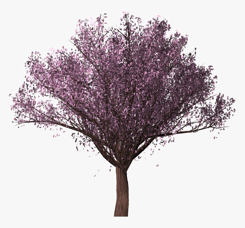 Transparent Cherry Blossom Tree Png - Drzewo Wiśni Png, Png Download