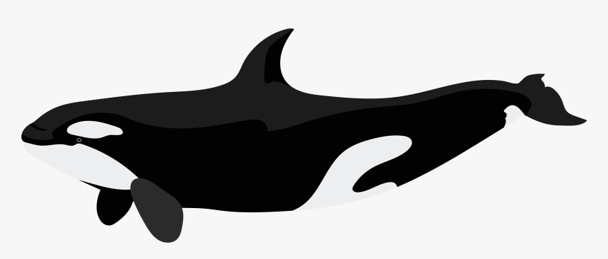 Orca Clipart Png, Transparent Png