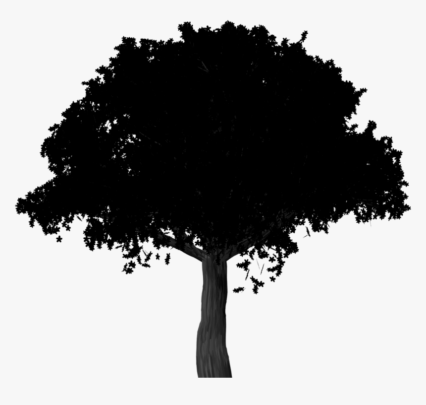 Maple Tree Illustration, HD Png Download