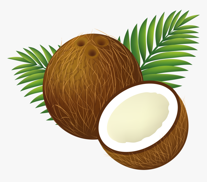 Transparent Coconut Clipart, HD Png Download
