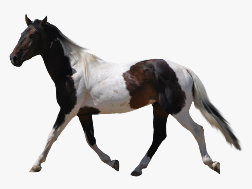 Horses With No Background, HD Png Download