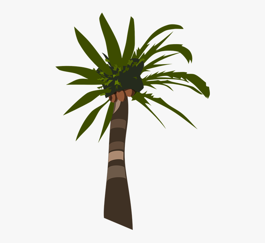 Palm, Tree, Plant, Tropical, Coconuts - Palm Tree Clip Art, HD Png Download