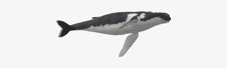 Wal, Humpback Whale, Animal, Maritime - Killer Whale, HD Png Download