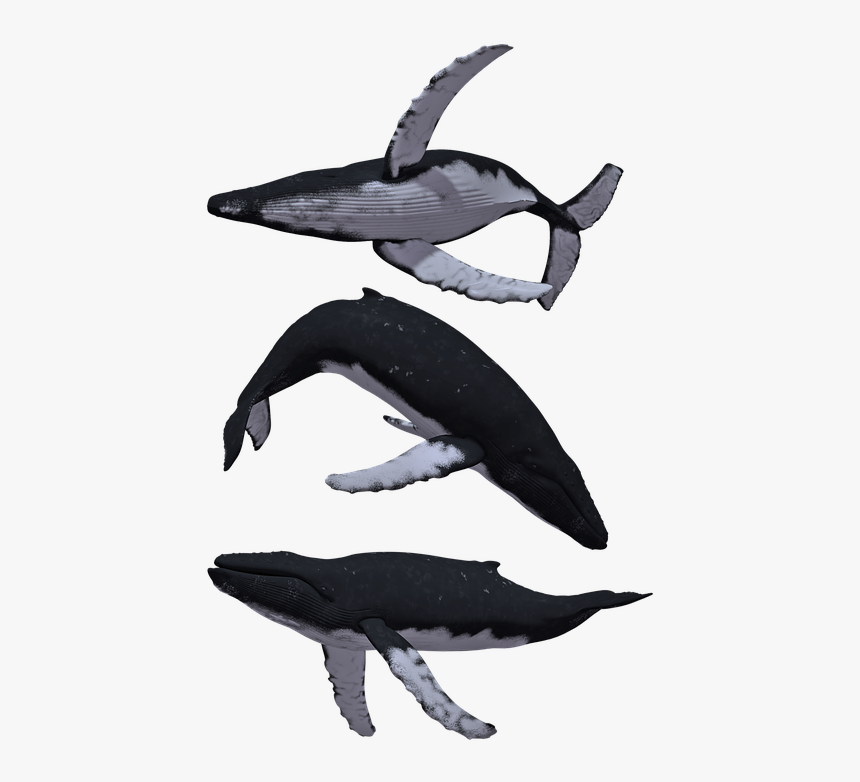 Whale, Whales, Humpback, Baleen, Animal, Mammal, Sea - Humpback Whale White Background, HD Png Download