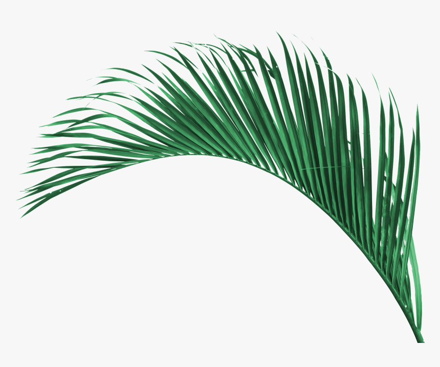 Transparent Tree Top View Png - Roystonea, Png Download