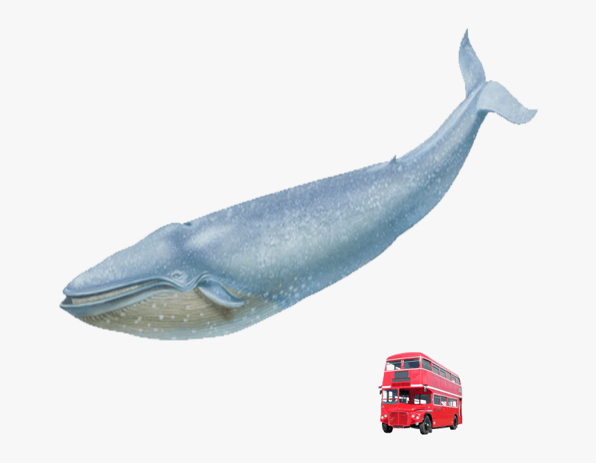 Blue Whale Red London Bus - Blue Whale Transparent Real, HD Png Download