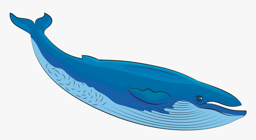 Whale Clipart Teal, HD Png Download