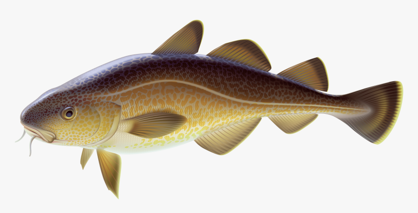 Carp Fish Png Clipart Best Web Clipart - Carp Fish Clipart Png, Transparent Png