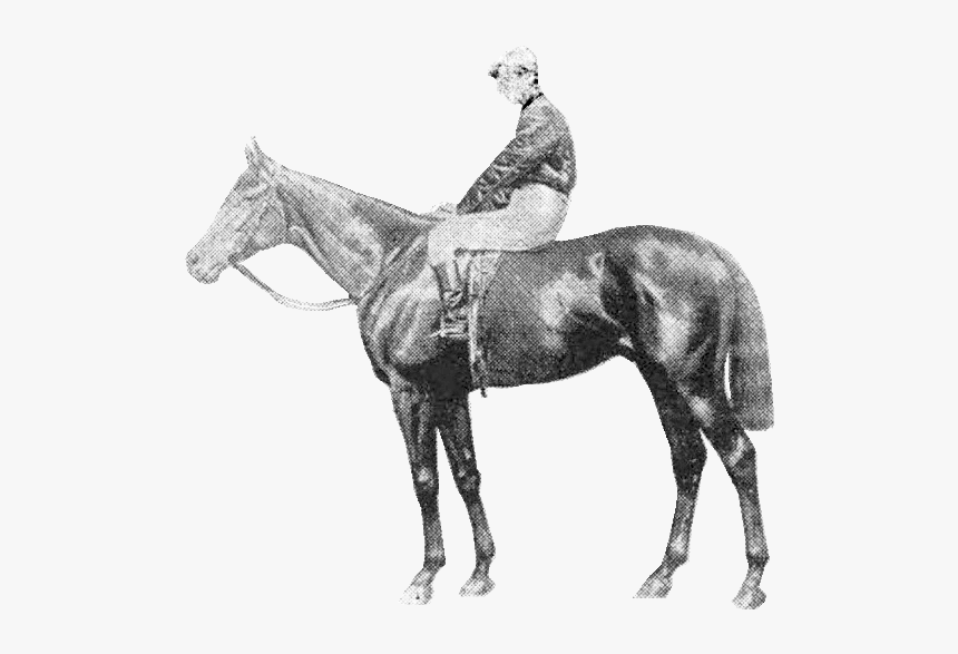 Your Majesty - Stallion, HD Png Download