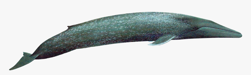 Baleen Whale Png, Transparent Png