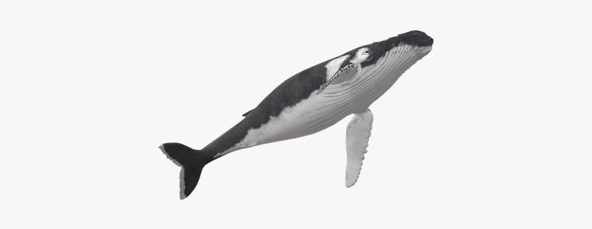 Wal, Humpback Whale, Animal, Maritime - Killer Whale, HD Png Download