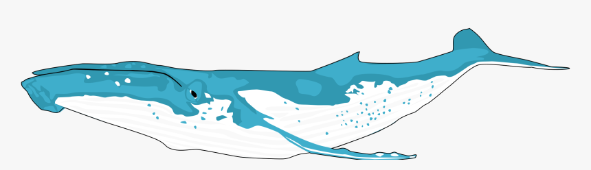 Big Image - Humpback Whale Clipart, HD Png Download
