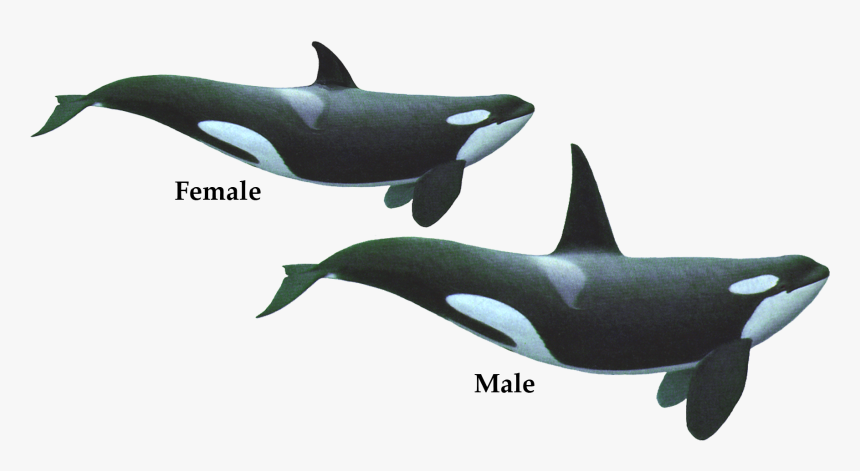 Transparent Killer Whale Png, Png Download