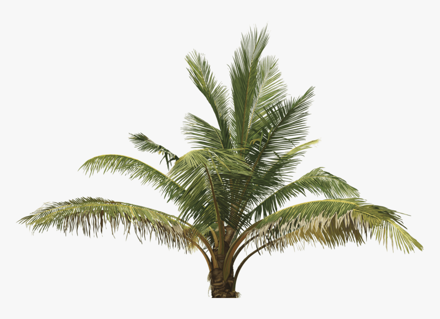 Transparent Top View Of Tree Png - Oil Palm Tree Png, Png Download