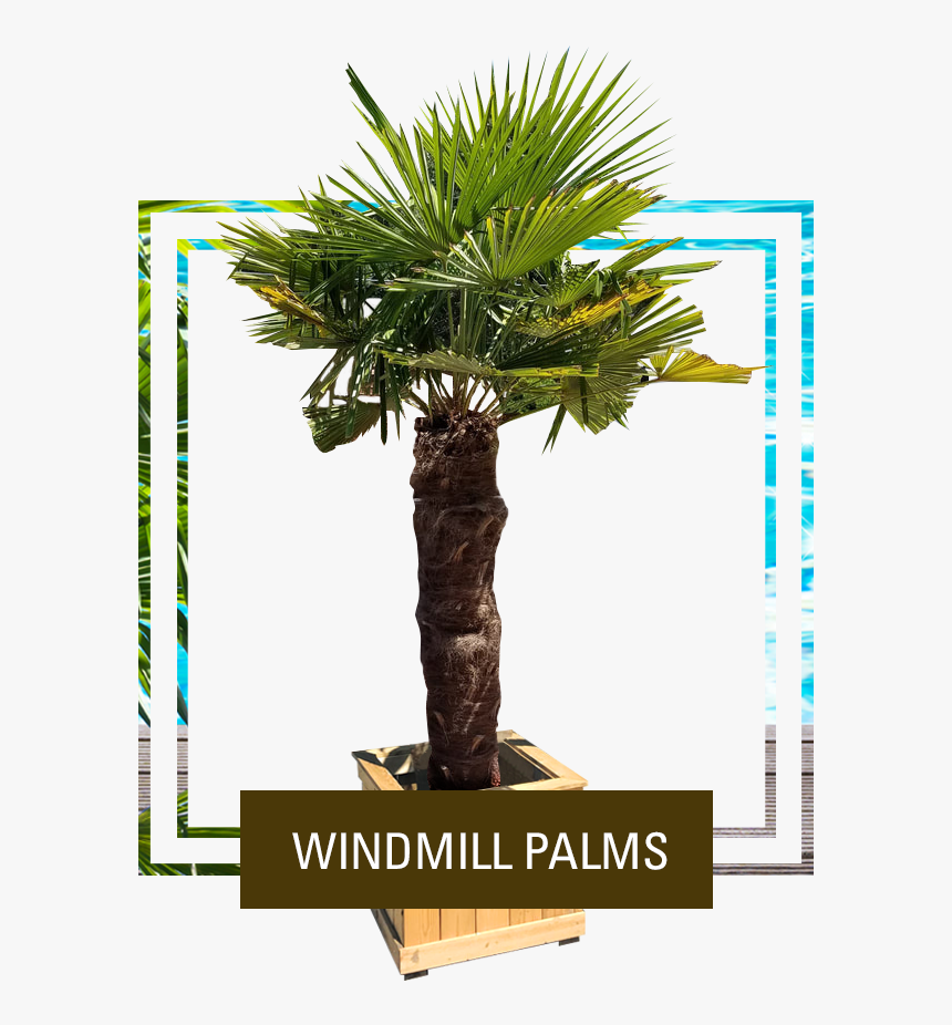 Picture - Palm Trees, HD Png Download