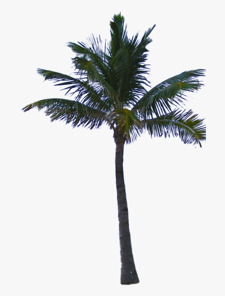 Palm Tree Png Psd - Palm Tree Png File, Transparent Png