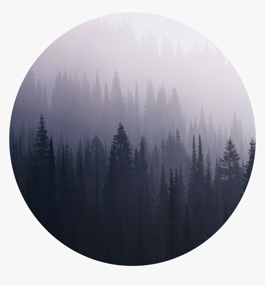 37980008 Dark Forest Wallpaper - Хелависа Ветер Кровь И Серебро, HD Png Download
